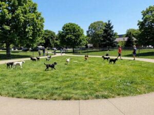 A view of the new dog park on Cabela Drive filled with happy dogs and their owners